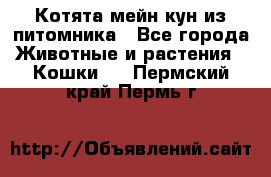 Котята мейн-кун из питомника - Все города Животные и растения » Кошки   . Пермский край,Пермь г.